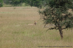 Tiraillé entre sa peur et sa curiosité, ce jeune lion nous observe avec attention