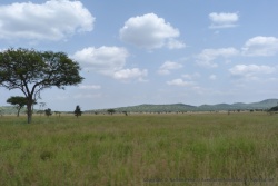Outre une faune sauvage extraordinaire, le Serengeti abrite également de très beaux paysages