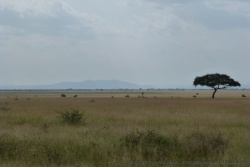 Les plaines infinies sont l'apanage du Serengeti