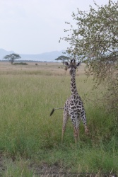 Un bébé girafe à la robe étonnamment claire