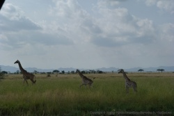 Un groupe de girafes offrent toujours un effet très visuel