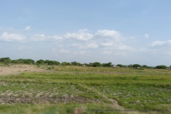 Dès que les limites du Serengeti sont franchies, les cultures humaines occupent tout l'espace