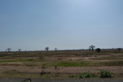 Parmi les champs poussiéreux attendant les prochaines pluies, les baobabs se dressent fièrement