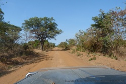 La forêt séche et clairsemée est typique dans cette partie centrale de la Tanzanie