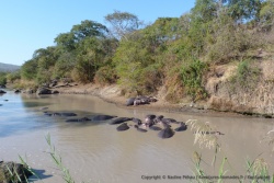 Le parc de Katavi est réputé pour ses hippopotames et ses crocodiles, on voit bien les uns, mais où se cachent les autres