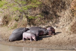 Au petit matin, cette famille d'hippopotames profite de son bain de soleil