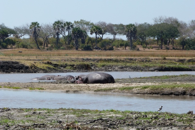Près de la rivière, la vie reprend force
