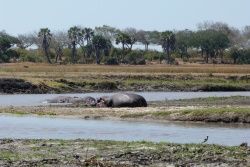 Près de la rivière, la vie reprend force