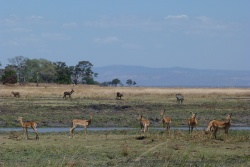 Impalas et waterbucks partagent leur territoire