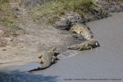 Certains crocodiles sont particulièrement imposants