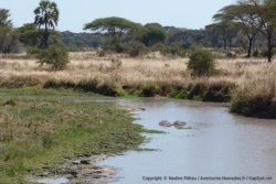 Comme souvent, les crocodiles et les hippopotames semblent cohabiter dans la tranquillité
