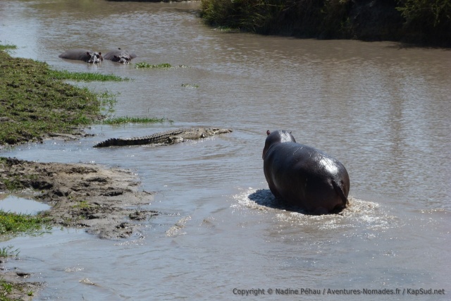 On dirait que cet hippopotame n'apprécie pas d'avoir ce genre de voisin aussi proche