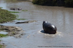 On dirait que cet hippopotame n'apprécie pas d'avoir ce genre de voisin aussi proche