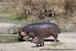 Un bébé hippopotame ne quitte pas sa maman d'une semelle