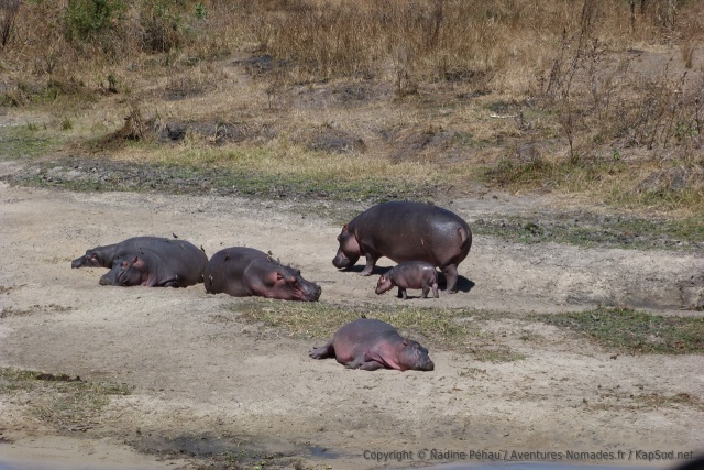 Le bébé hippopotame est vraiment tout petit par rapport à ses énormes congénères