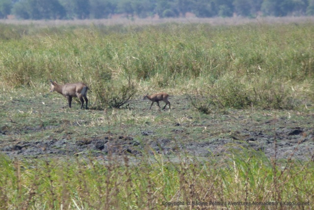 Le lac Chada, en train de s'assécher, attire quand même beaucoup d'antilopes