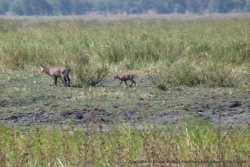 Le lac Chada, en train de s'assécher, attire quand même beaucoup d'antilopes