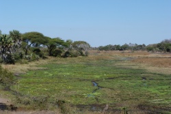 La rivière Katuma ressemble plus à un marécage qu'à une rivière