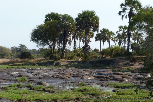 Des dizaines d'hippopotames s'agglutinent dans ce qui reste d'eau