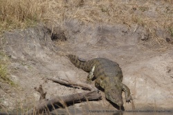 Ce spécimen n'a rien à envier aux crocodiles du Serengeti
