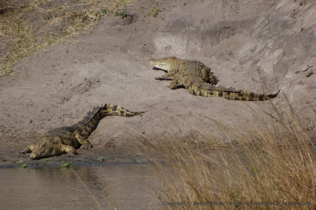 Le parc de Katavi a la plus forte densité en crocodiles