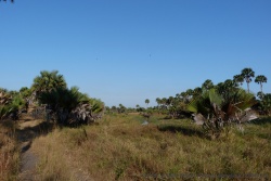 Tout le long, la rivière est bordée par de beaux palmiers