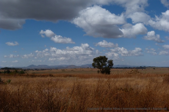 De rares arbres rompent la monotonie du relief des paysages
