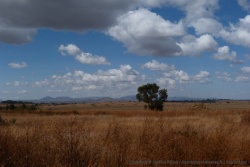 De rares arbres rompent la monotonie du relief des paysages
