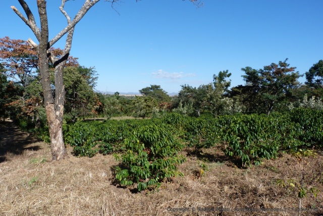 Viste d'une plantation de café près de Mbalizi