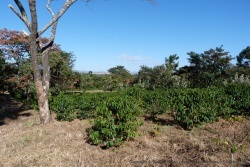 Viste d'une plantation de café près de Mbalizi
