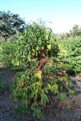 Certains des caféiers de la plantation ont plus de 100 ans et donnent encore des fruits