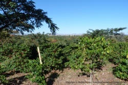 Plantation de café avec vue sur le Grand Rift