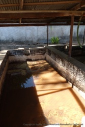 Les baies de café sont lavées et rincées