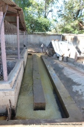 Le café est mis à fermenté dans l'eau pendant 3 jours maximum
