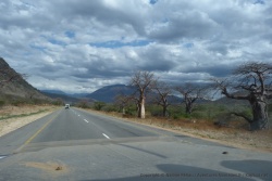 Cette portion de route est bordée de baobabs géants