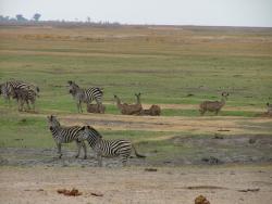 afs_2008_1109(006)