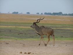 afs_2008_1109(006)