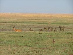 afs_2008_1109(006)