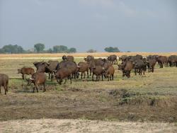 afs_2008_1109(006)