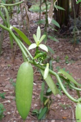 La vanille, de la famille des orchidées