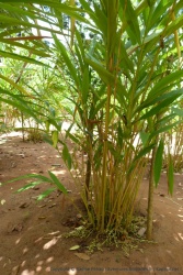 La plante est de toute façon très jolie