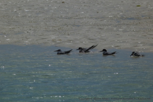Même les oiseaux apprécient la baignade