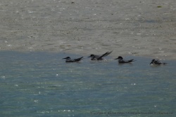 Même les oiseaux apprécient la baignade