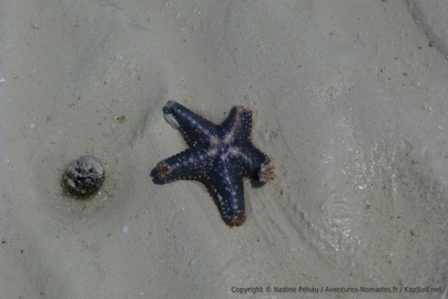 Etoile de mer bleue marine
