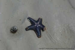 Etoile de mer bleue marine