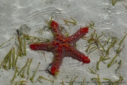 Cette fois-ci, une étoile de mer d'un rouge écarlate