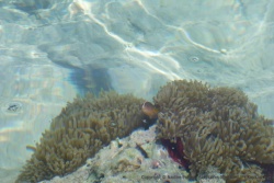 Des patates de corail, avec leurs sympathiques habitants