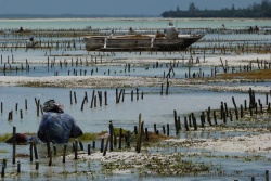 Les hommes et les femmes doivent rester des heures et des heures dans l'eau pour prendre soin de ces précieuses algues
