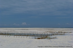 Par moment des faux airs de bassin d'Arcachon et ses parcs à huitres