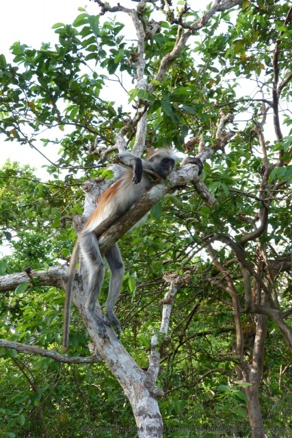 On ne peut pas dire que ce singe collobe soit vraiment farouche